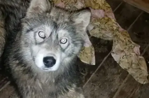 Найдена собака в Дедовске, похожая на Хаски