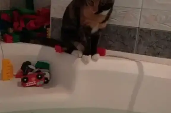 Кошки потеряшки, Москва, фото: Потеряшка кошка Мара-Марка на Садовнической, вознаграждение 5000т.р.