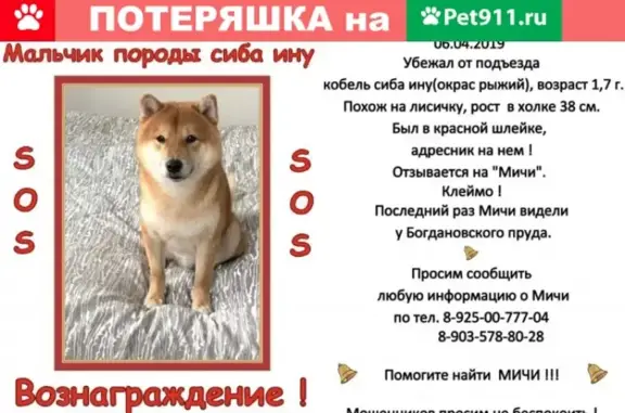 Пропала собака Сиба ину на ул. Багрицкого (Москва)