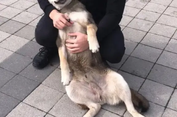 Пропала собака в Новороссийске, тел. указан: https://vk.com/id43651836