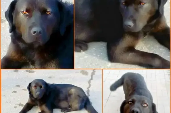 Пропала собака Гром на Фунтовском шоссе, Астрахань