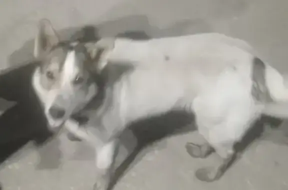 Собака найдена в Ленинском р-не, Саратов