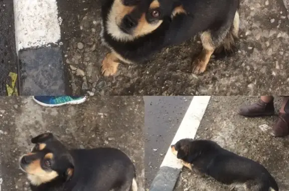 Найден пес на остановке 12км Ростовского шоссе