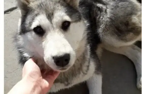 Найдена собака в Каменск-Уральском, ищем хозяина