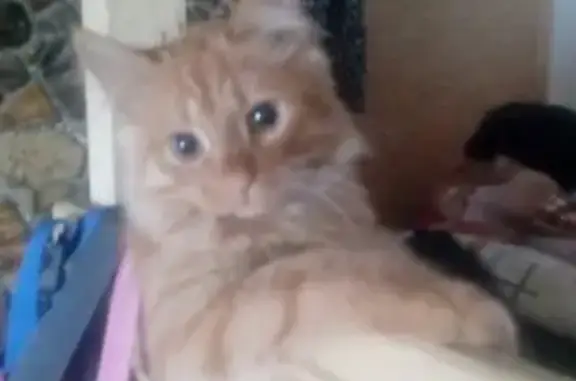 Потерянные животные село Богородское, фото: Пропала кошка Царюша в селе Богородское (Ивановская обл.)