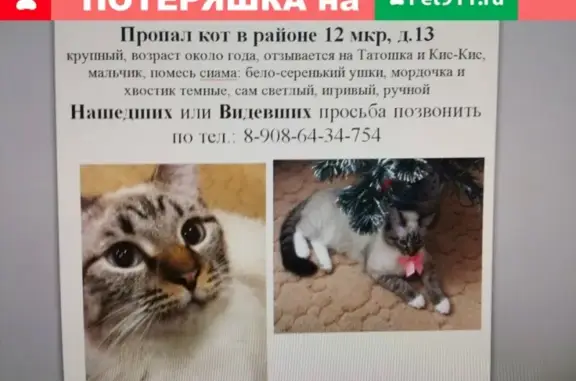 Пропал кот в Ангарске, Иркутская обл.