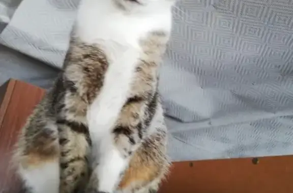 Кошки потеряшки, Сыктывкар, фото: Потеряшка кошка на Дырносских Дачах