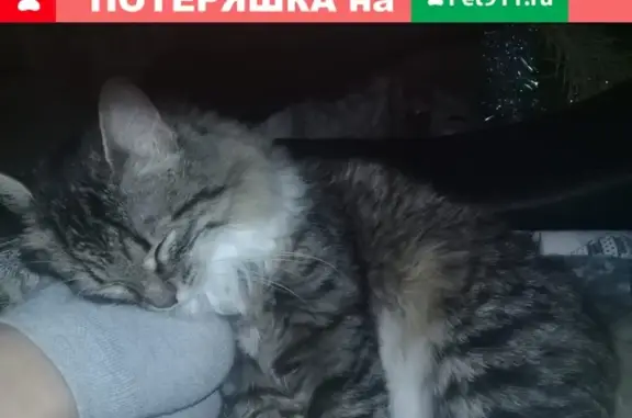 Пропала кошка в Соль-Илецке