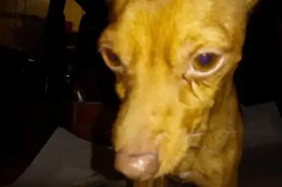 Найдена ухоженная собака в Якутске