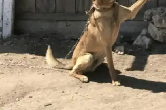 Собаки потеряшки, Елховка, фото: Потеряшка рыжая собака, адрес: Самарская обл., с. Елховка, ул. Комсомольская 47-1