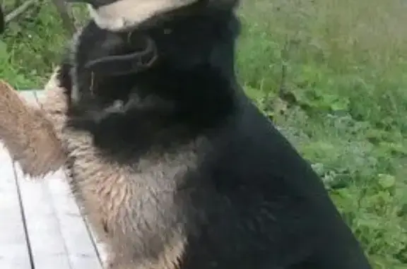 Собаки потеряшки, Шойбулакское, фото: Потеряшка слепая собака в деревне Орешкино, Республика Марий Эл