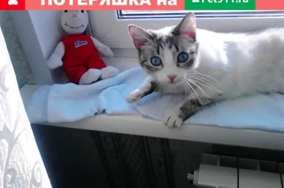 Пропала кошка Кот Тима в дачном обществе Планер, Новосибирская обл.