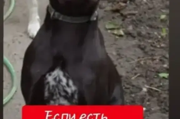 Пропала собака Чаник в Крымске