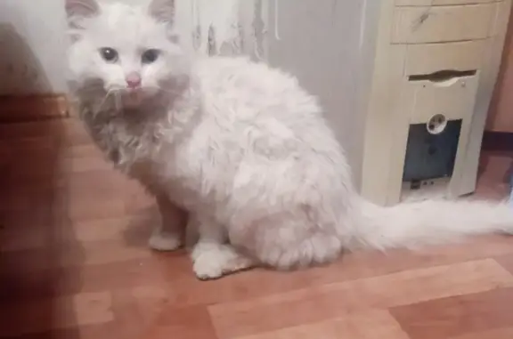 Найден кот на ул. Вермишева, г. Липецк
