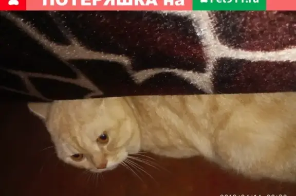 Найден кот в Сормово, ищем хозяина