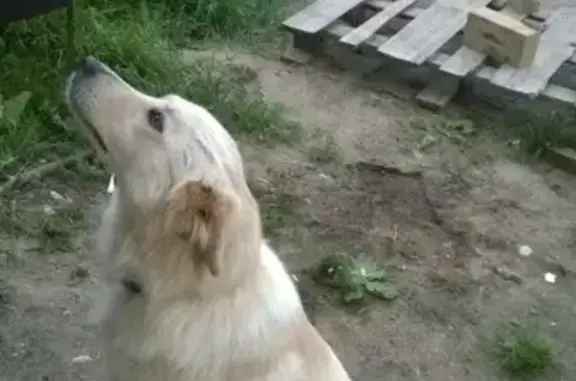 Собаки потеряшки, Бирюлино, фото: Потеряшка собака Белка в деревне Бирюлино, Тверская область