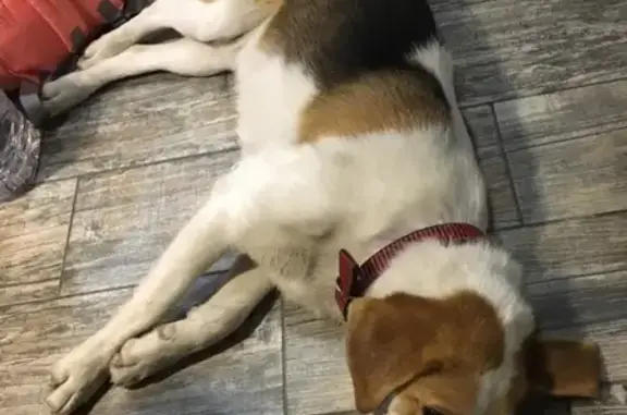 Найдена собака в Сочи