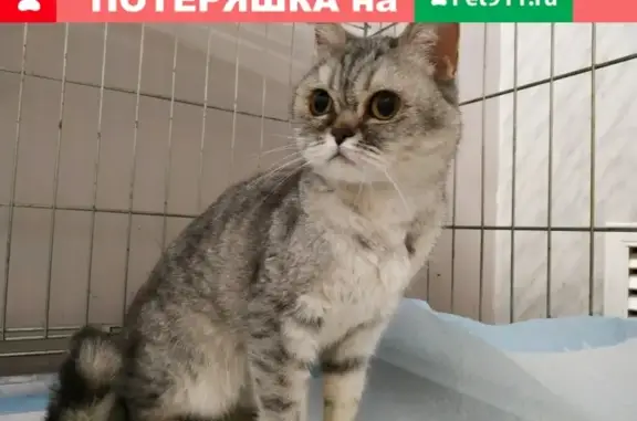 Найдена кошка на Фруктовой улице