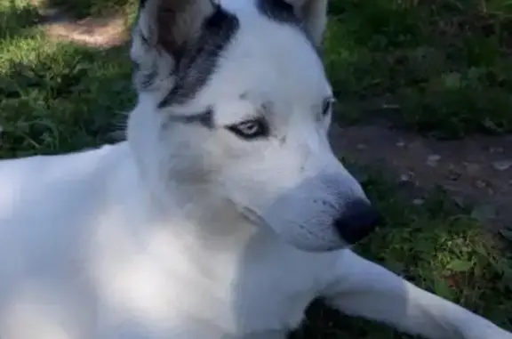 Пропала собака Герда в Заволжье, Нижегородская область