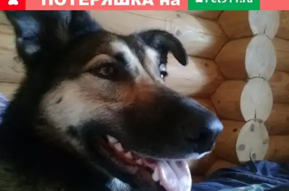 Пропала собака в Гатчинском районе, вознаграждение!