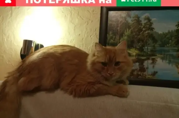 Пропала кошка Саня на ул. Урицкого, 15 в Атиге