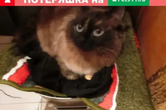 Пропала кошка Софья в Коммунарке