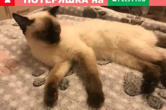 Пропала тайская кошка в Екатеринбурге