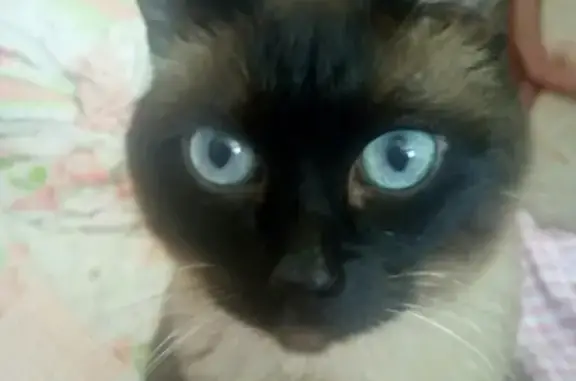 Кошки потеряшки, Ижевск, фото: Потеряшка кот 