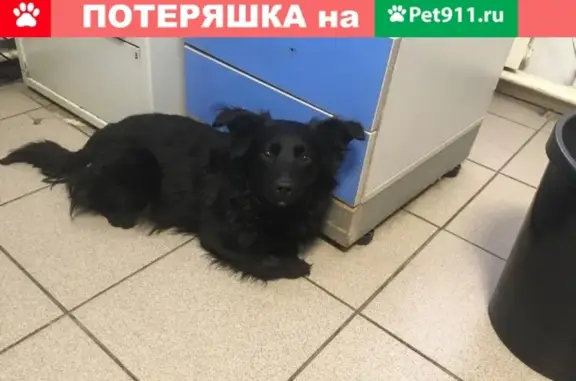 Найдена мелкая собака в Екатеринбурге