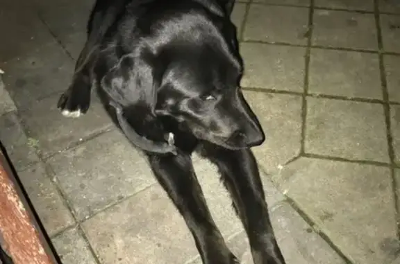Найдена собака Мария Лейф в Сочи https://vk.com/marialeyf