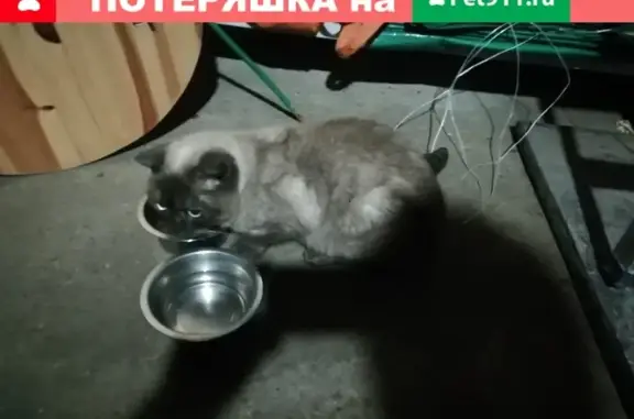 Найдена кошка в гараже в Сергиевом Посаде