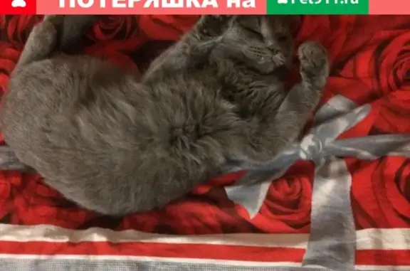 Найдена британская кошка около магазина Турана в Тюмени