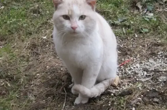 Найден кот в г. Подольск