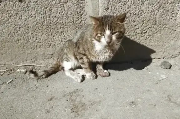Найдена кошка в Колпино, СПб, нужна помощь!