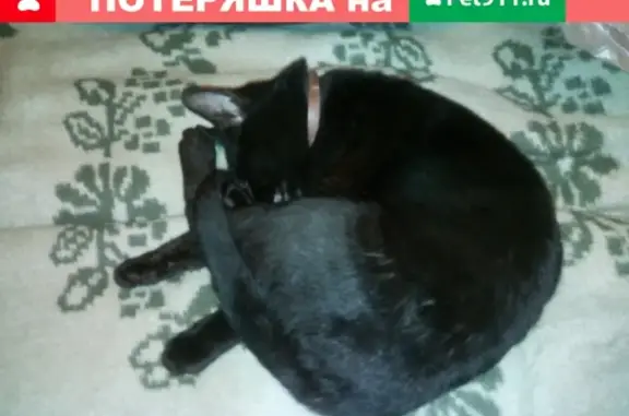 Найден черный кот на ул. Космонавтов 10к1