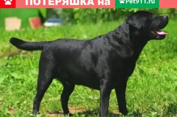 Пропала собака Лорд в Спасске, Пензенская область