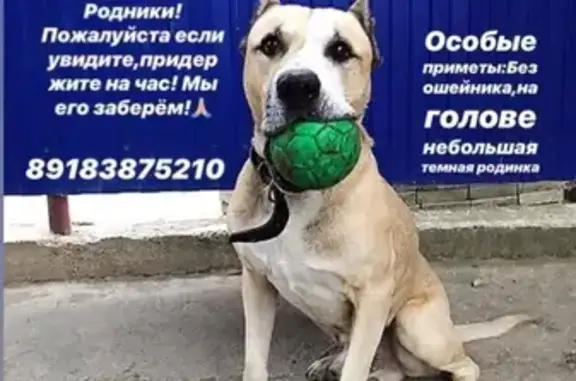Пропал пес Ричи в Белореченске, нужна помощь