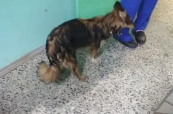 Найдена собака, Мурманск, фото: Собака найдена возле больницы в Мурманске