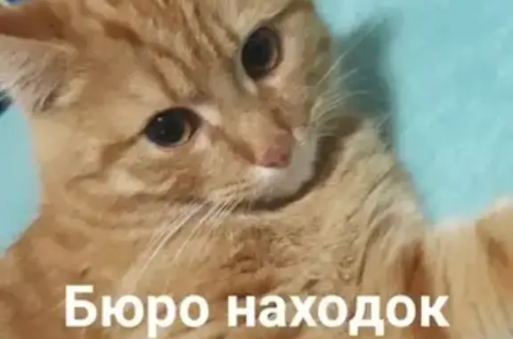 Пропал кот в Архангельске, район кафе Дружба