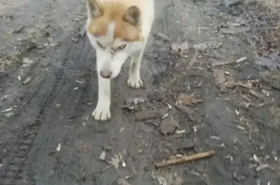 Найдена собака, Пирогово, фото: Найдена хаски в д. Пирогово, Московская область, связаться по номеру