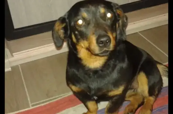 Найдена собака на ул. Штахановского в Ростове-на-Дону