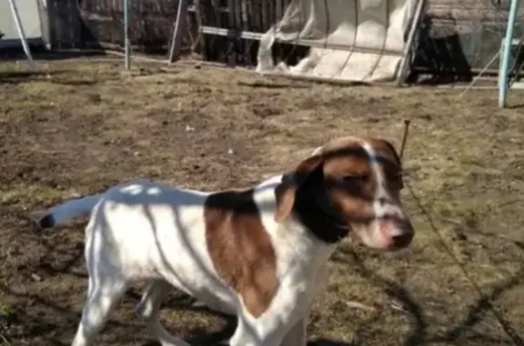 Найден пес на дороге между Слободой и Старым Заинском, РТ