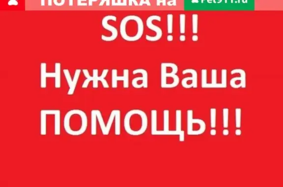 Пропал кот Дымок на пр-те А. Невского, Петрозаводск