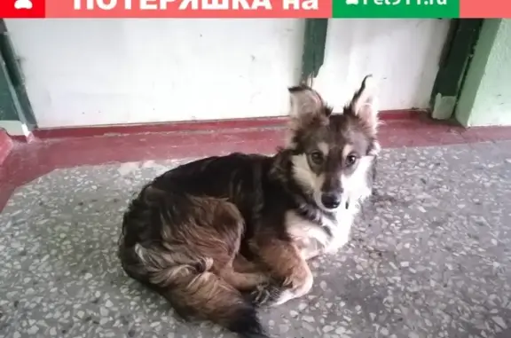 Найдена собака в Мурманске на улице Орликовой (дом 26)