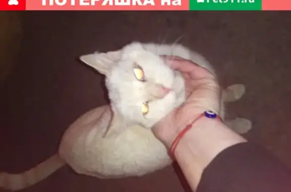 Найдена белая кошка на ул.Пермякова, Тюмень