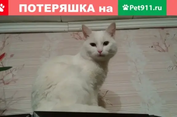 Пропала кошка в Дзержинском районе, Калужская область