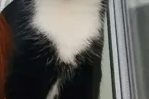 Потерянные животные Ярославль, фото: Пропала кошка Феля на Заливной 19 в Ярославле