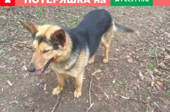 Найдена добрая собака в Пушкино