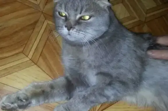 Найдена скотиш-фолд кошка в Шатуре, Московская область