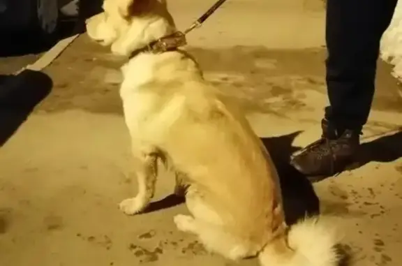 Найдена собака на пр. Труда, 55 в Северодвинске